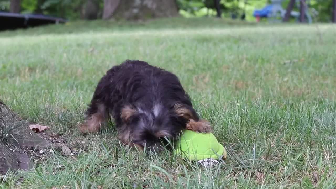 Yochon dogs for sale: Landon - Video 1