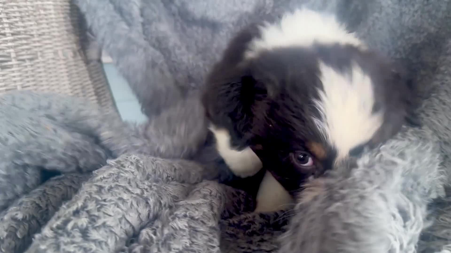 Australian Shepherd dogs for sale: Buttercup - Video 1