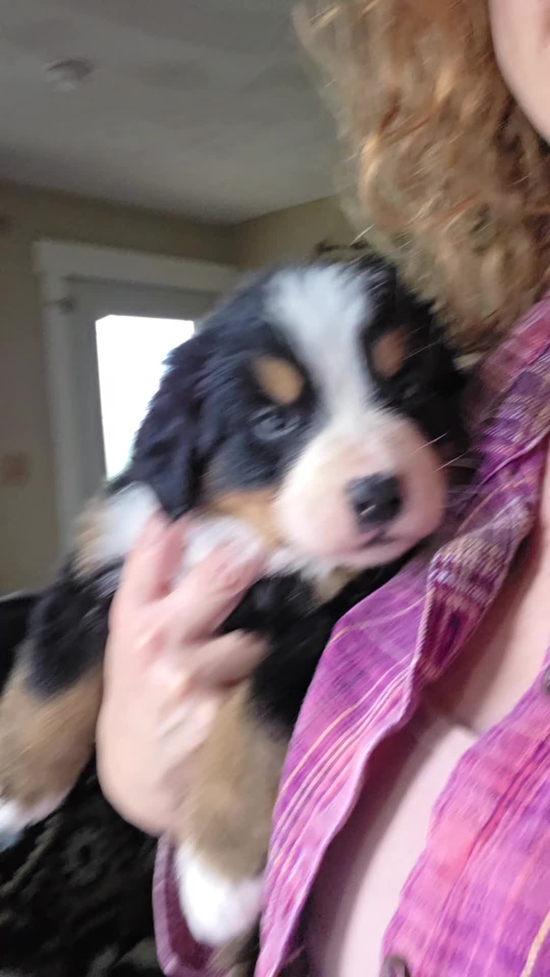 Bernese Mountain Dog dogs for sale: Bernese Mountain Dog Puppy 4 - Video 1