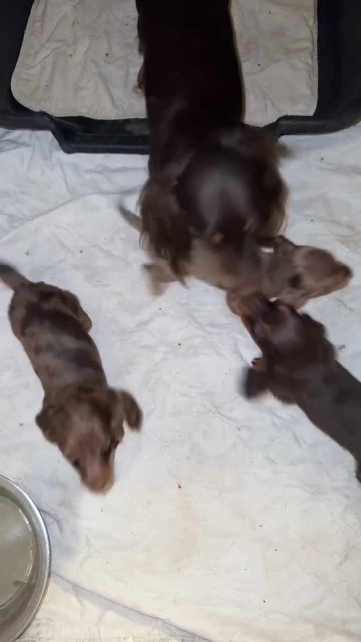 Miniature Dachshund dogs for sale: Chocolate dapple Russian Akc  - Video 1