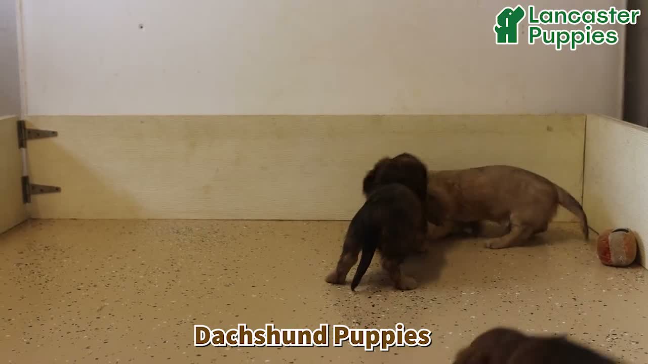 Dachshund dogs for sale: Alex - Video 1