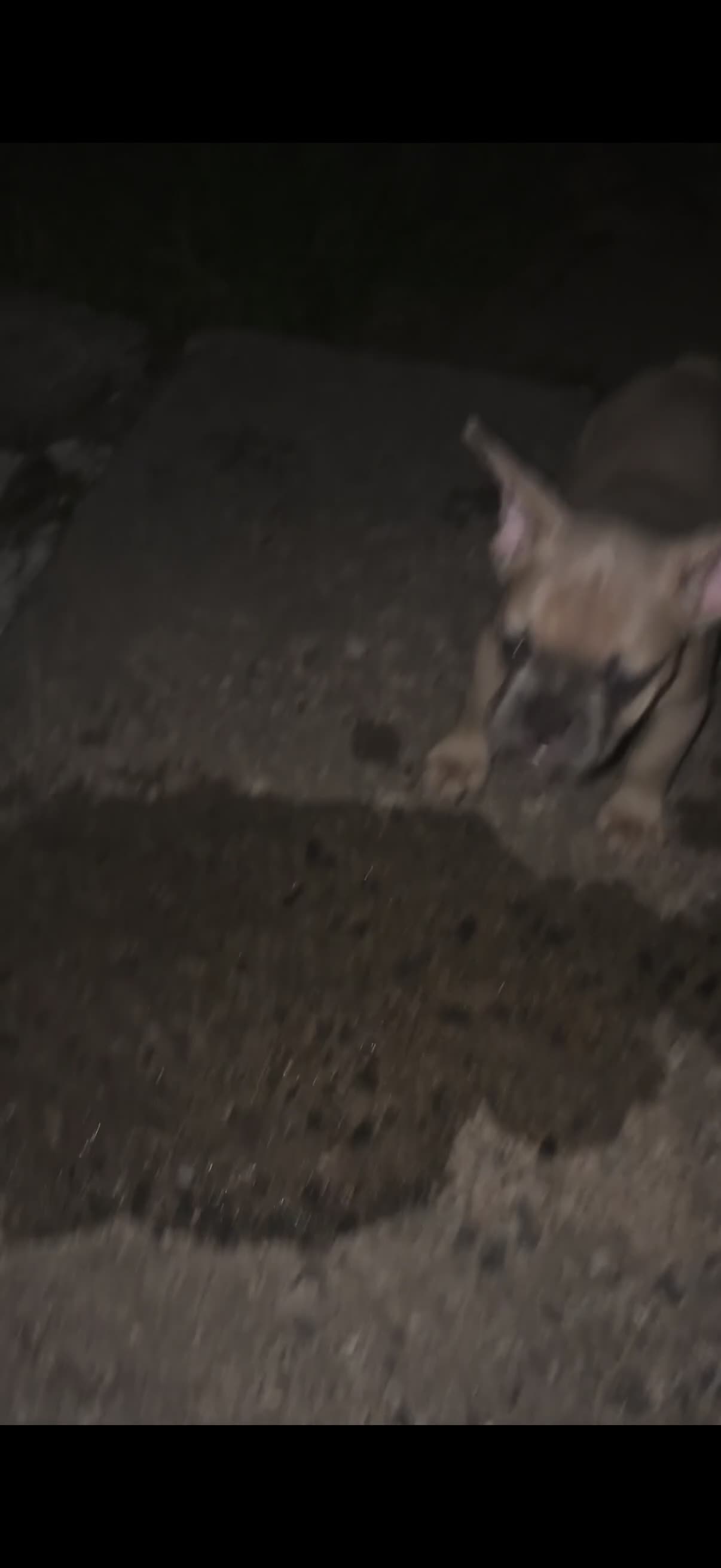 French Bulldog dogs for sale: Big boy - Video 1