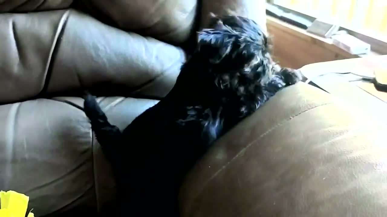 Yorkiepoo dogs for sale: Razzberry  - Video 1