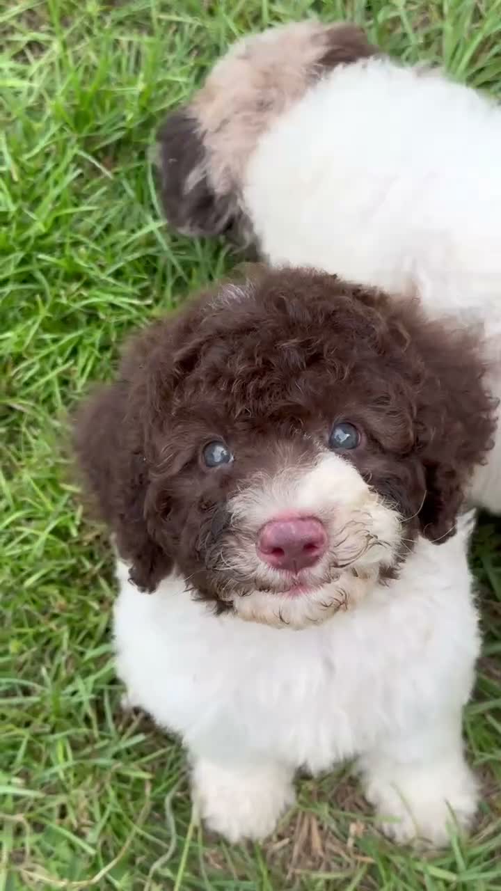 Cockapoo dogs for sale: Cockapoo 1 - Video 1
