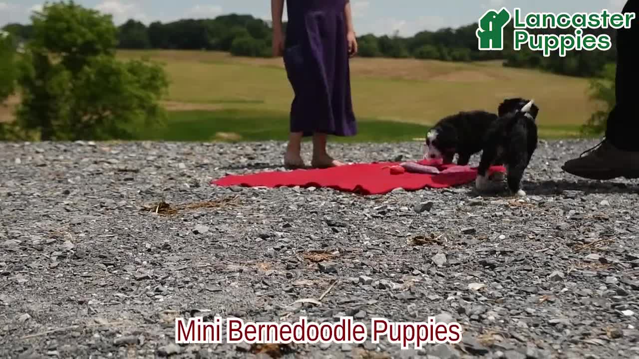 Mini Bernedoodle dogs for sale: Fiona - Video 1