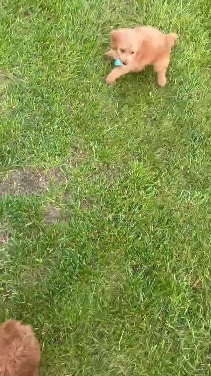 Mini Goldendoodle dogs for sale: Mini Gus - Video 2