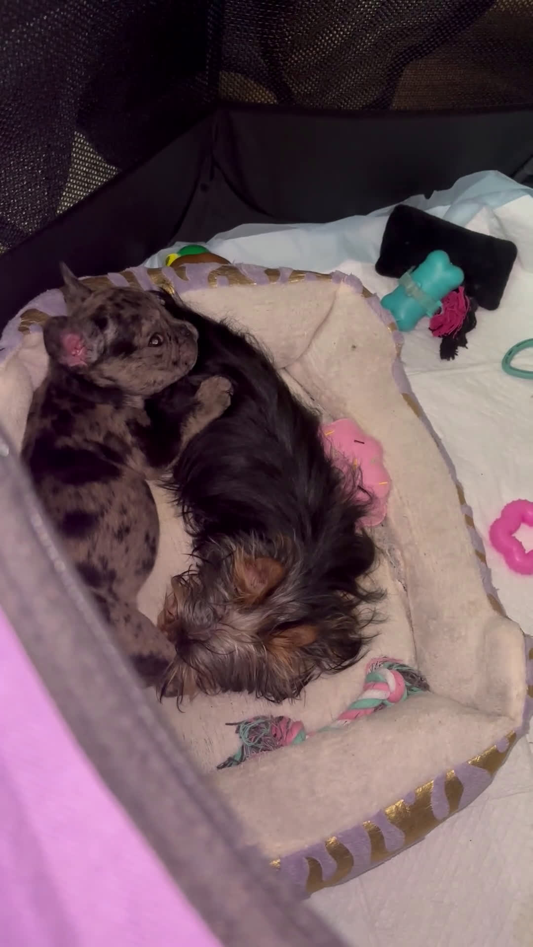 French Bulldog dogs for sale: Self French Bulldog Puppy 1 lilac merle  - Video 2