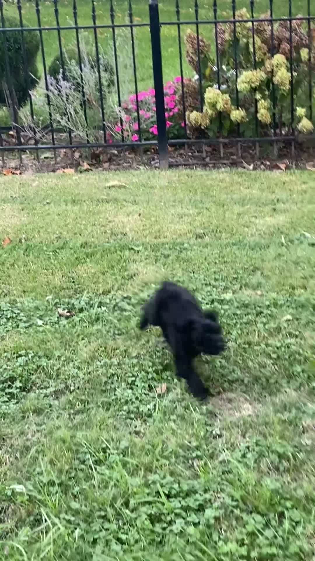Goldendoodle dogs for sale: Daisy - Video 1