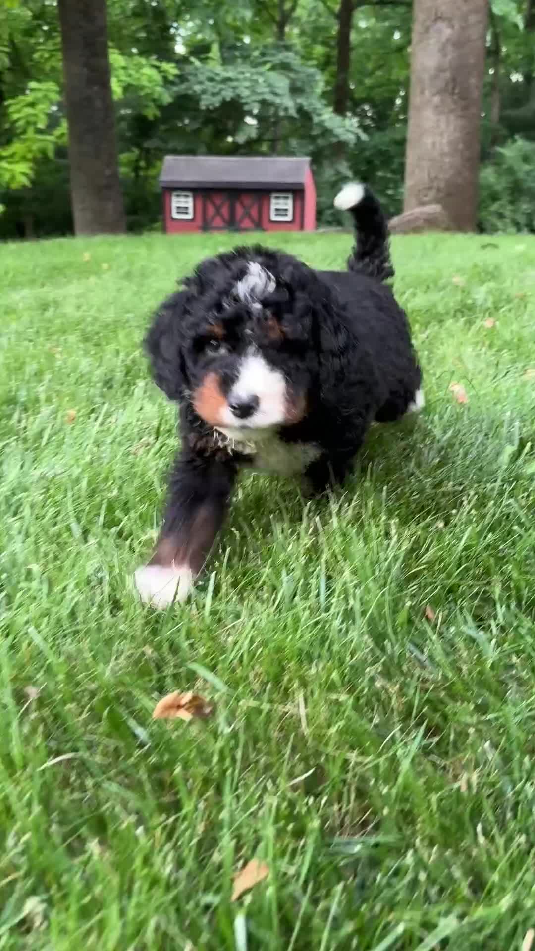 Mini Bernedoodle dogs for sale: Milo - Video 1