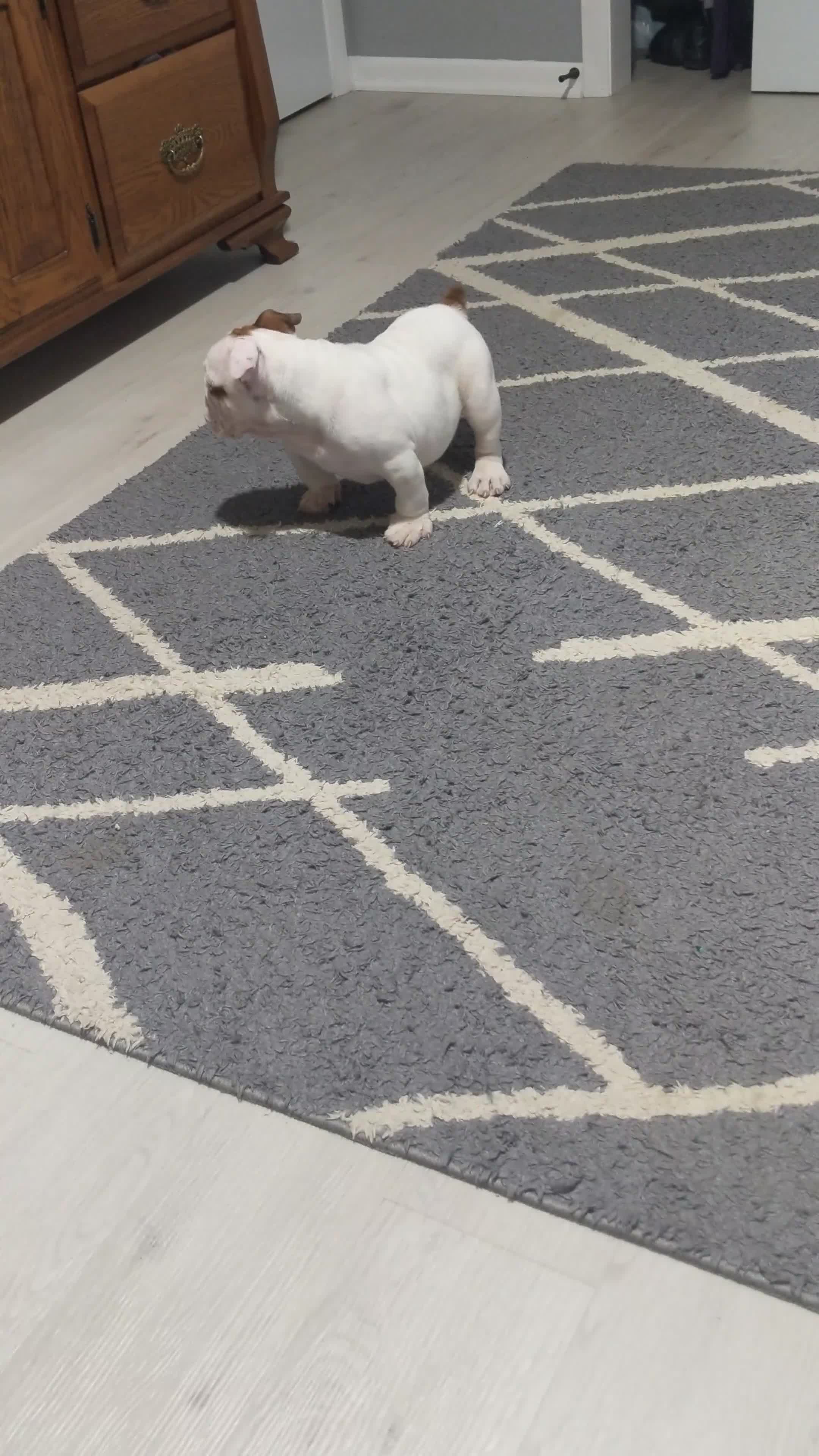 English Bulldog dogs for sale: AKC Ellie  - Video 1