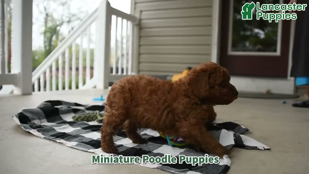 Miniature Poodle dogs for sale: Alex - Video 1