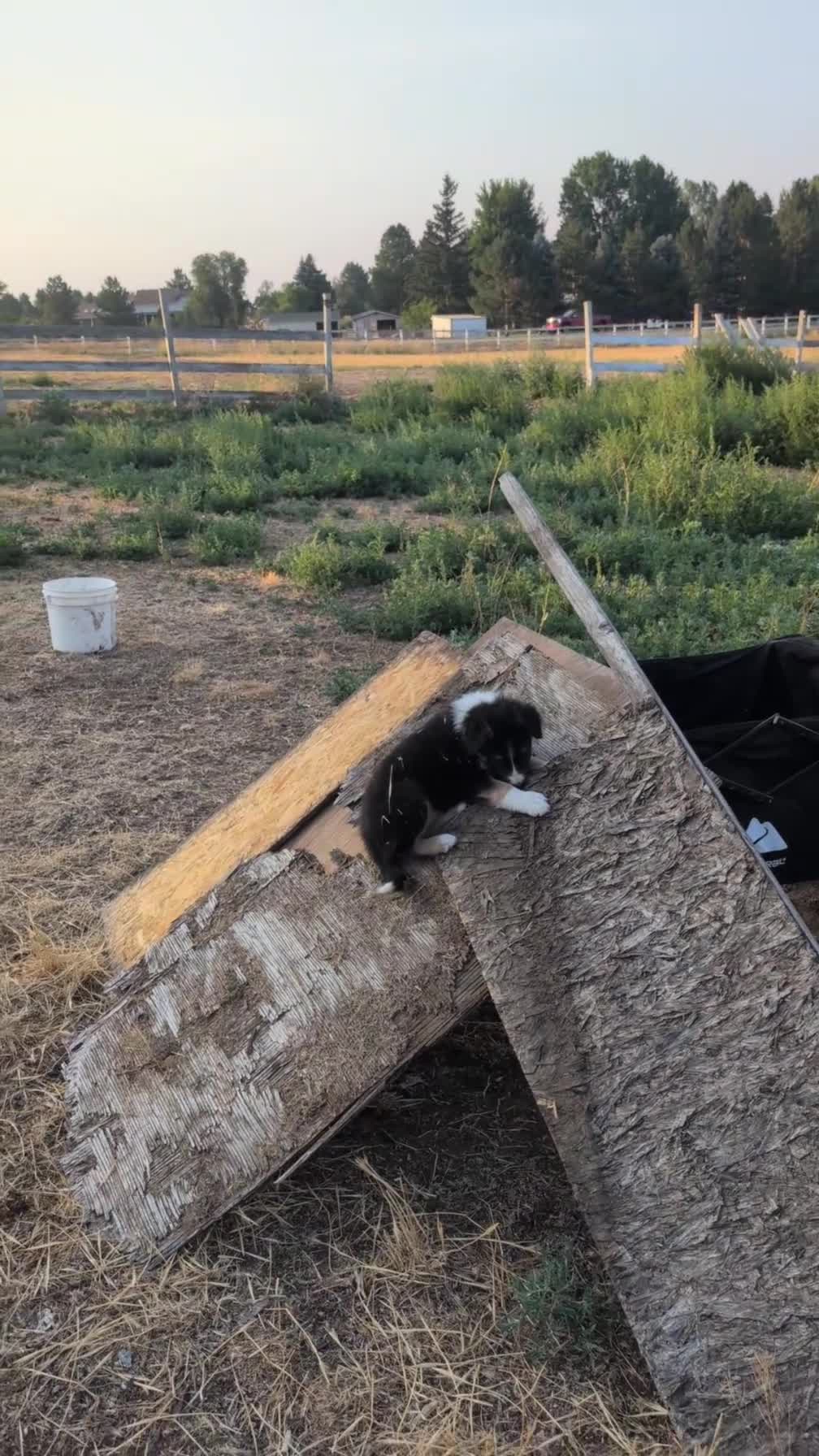 Mixed Breed dogs for sale: Not named yet.  - Video 1