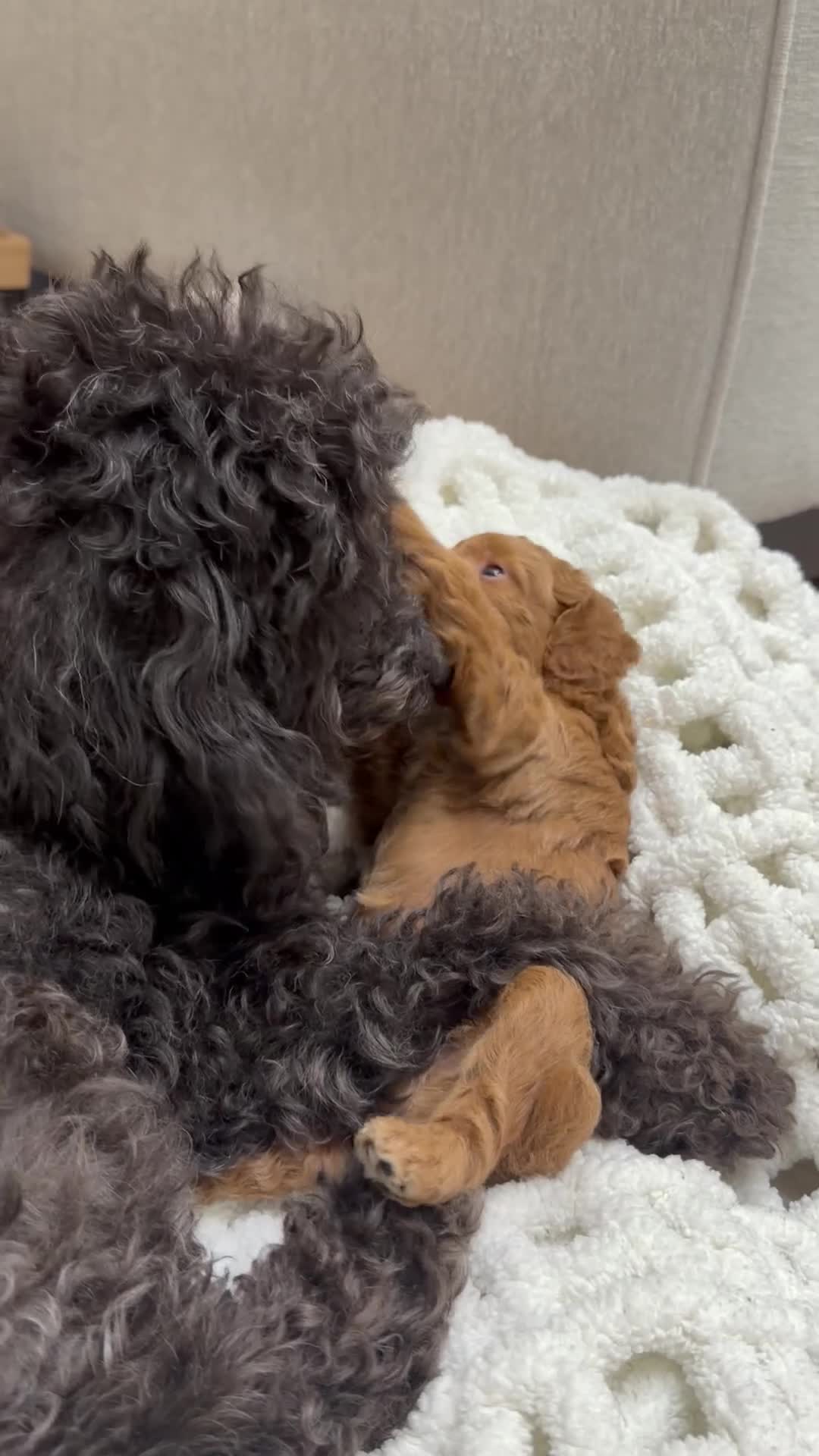 Miniature Poodle dogs for sale: Whiskey  - Video 1