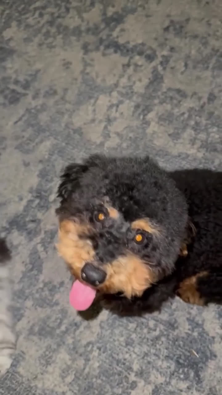Miniature Poodle dogs for sale: Mocha - Video 2