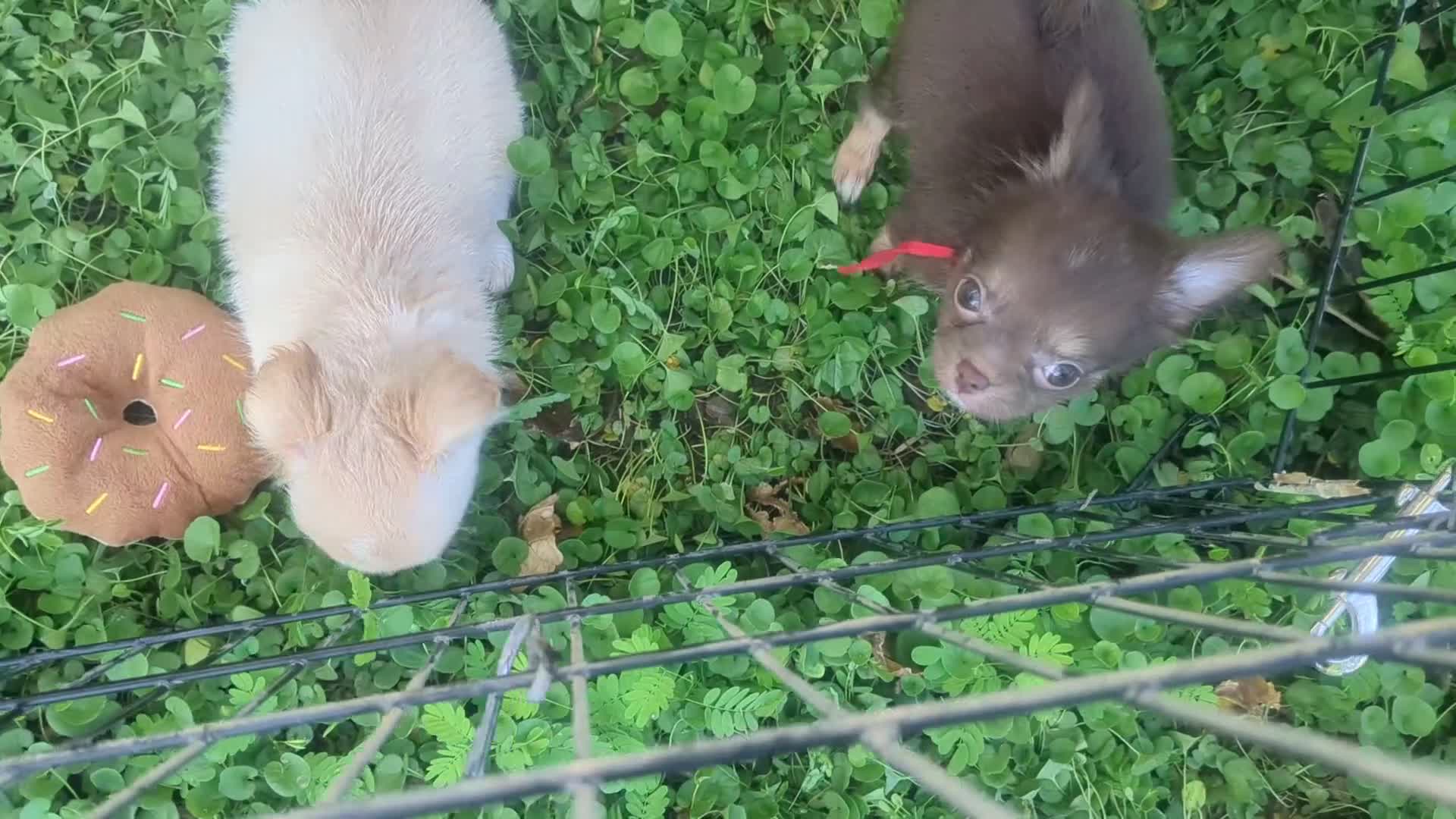 Chihuahua dogs for sale: Tiny Tcup Ruby LC - Video 2
