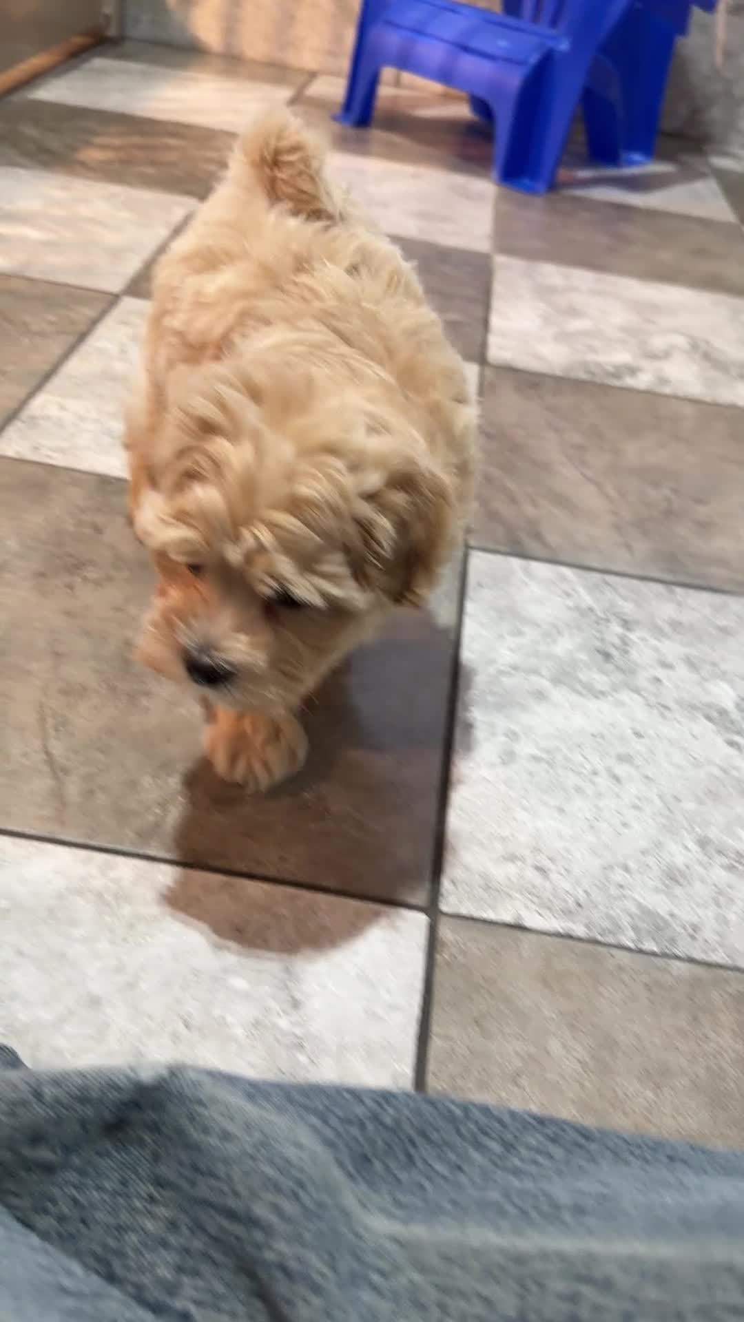 Maltipoo dogs for sale: Hunter - Video 1