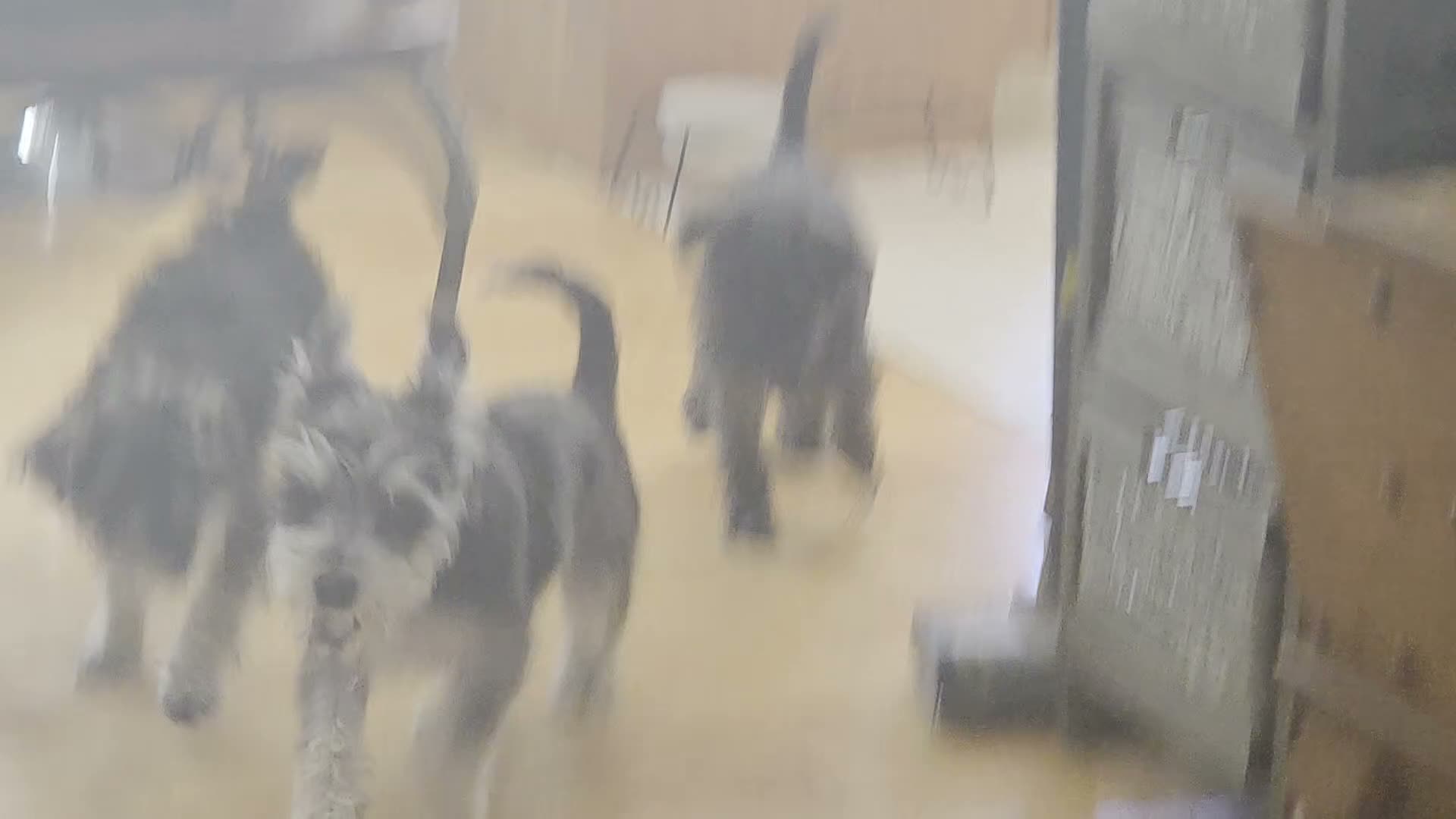Miniature Schnauzer dogs for sale: Rice - Video 1