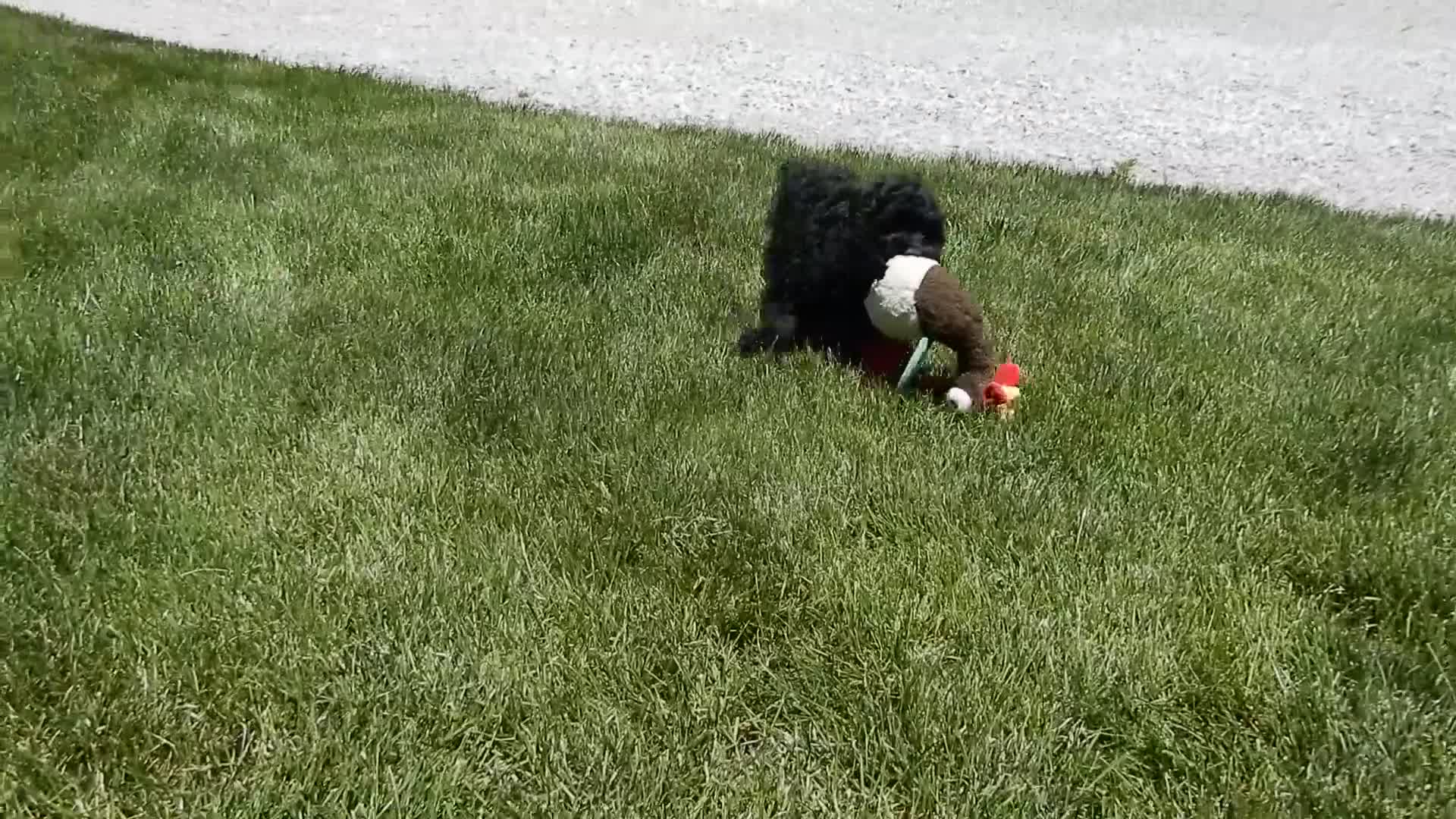 Cockapoo dogs for sale: Jet - Video 1