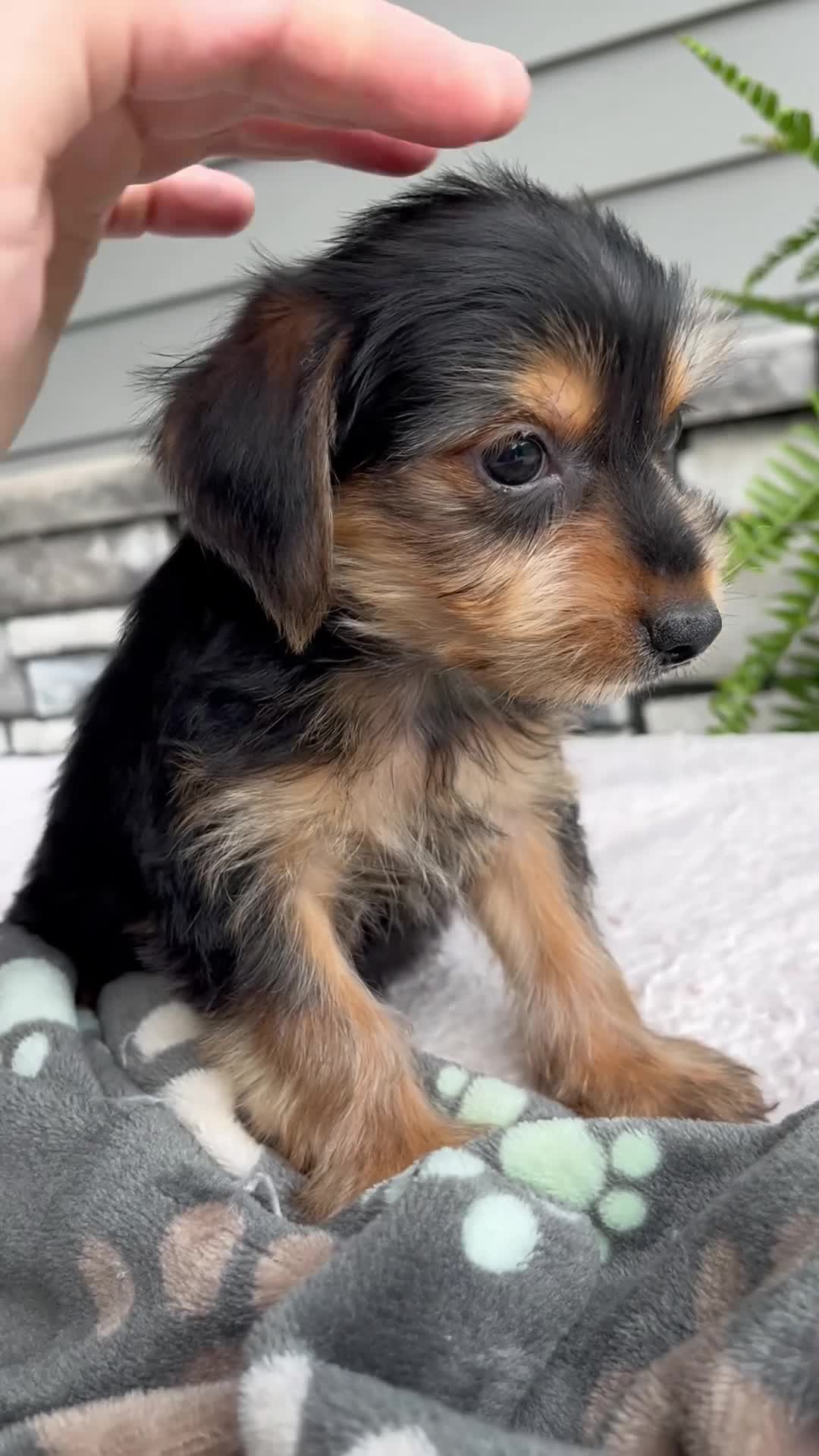 Morkie dogs for sale: Wesley - Video 1