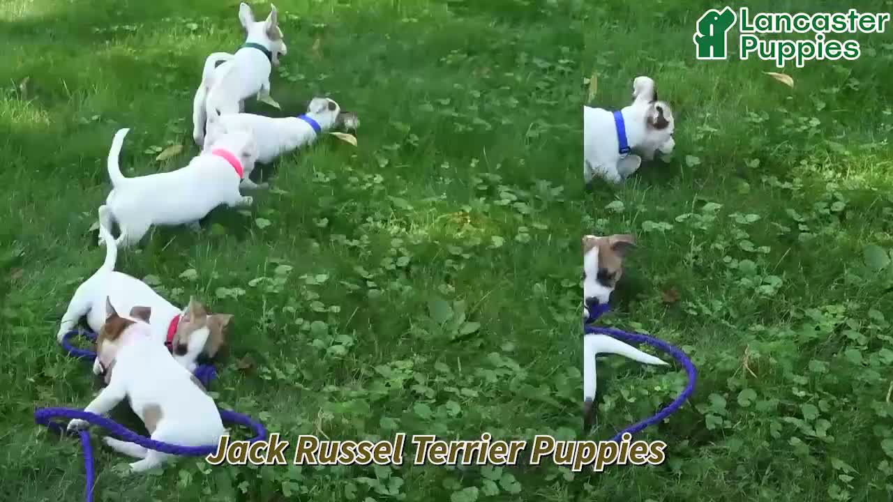 Jack Russell Terrier dogs for sale: Tulip - Video 1