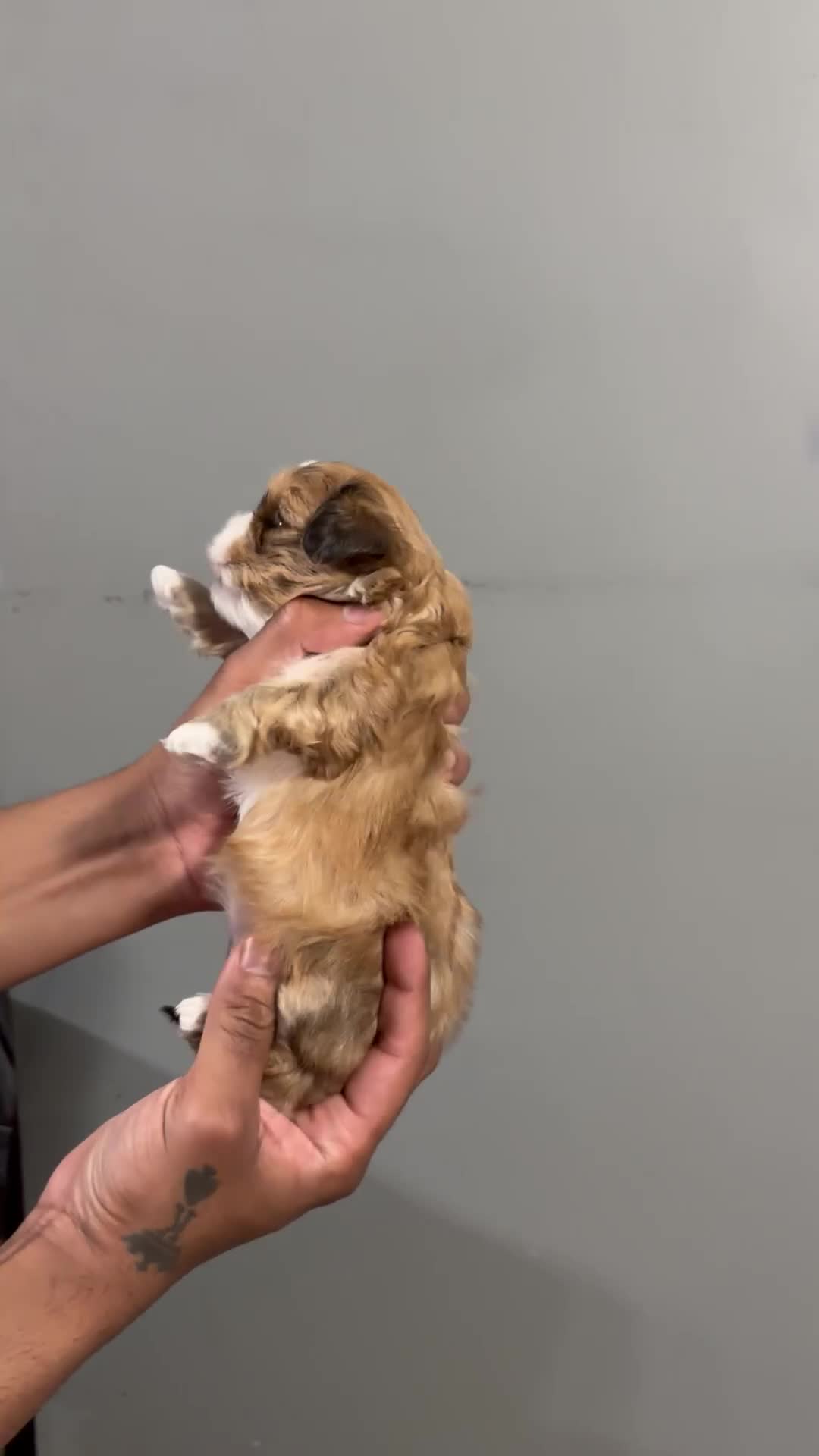 Shih Tzu dogs for sale: Sugar - Video 1