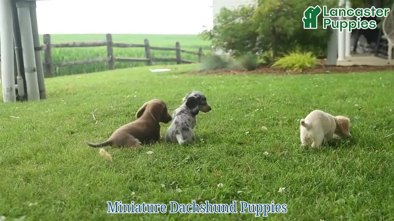 Miniature Dachshund dogs for sale: Major - Video 1