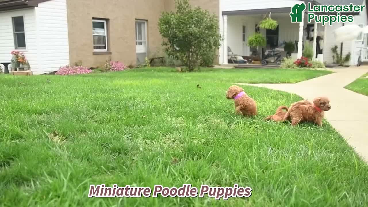 Miniature Poodle dogs for sale: Theodore - Video 1