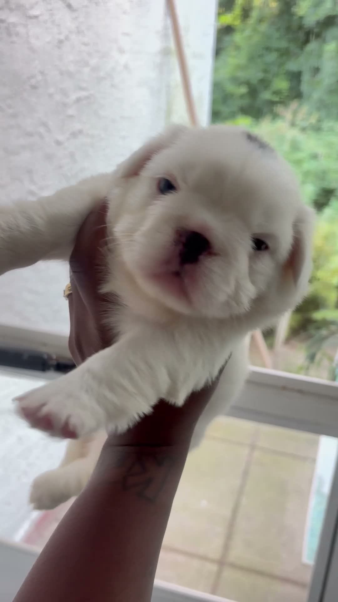 French Bulldog dogs for stud: Bingo the Stud - Video 1