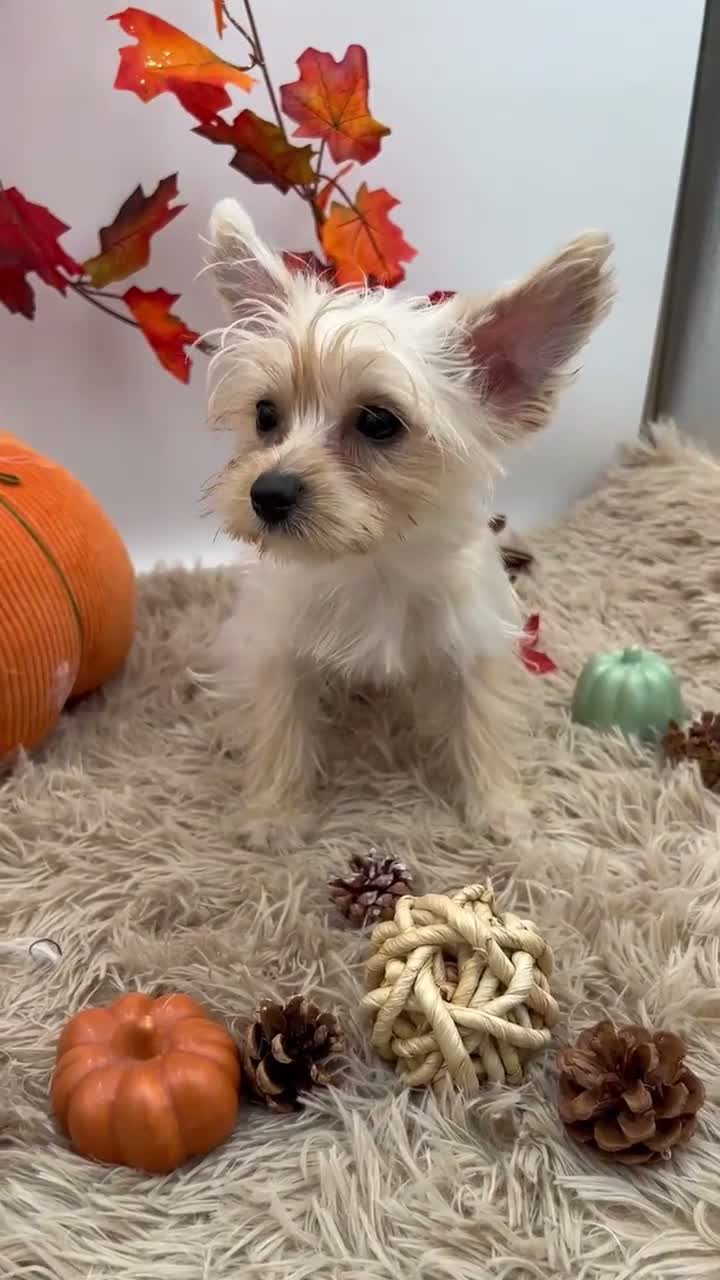 Yorkshire Terrier dogs for sale: Ellie the rare Golddust Yorkie $2500 - Video 1