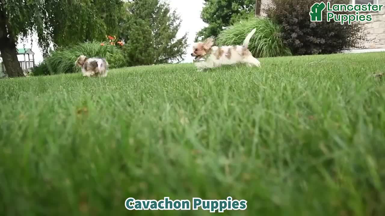 Cavachon dogs for sale: Tinker - Video 1