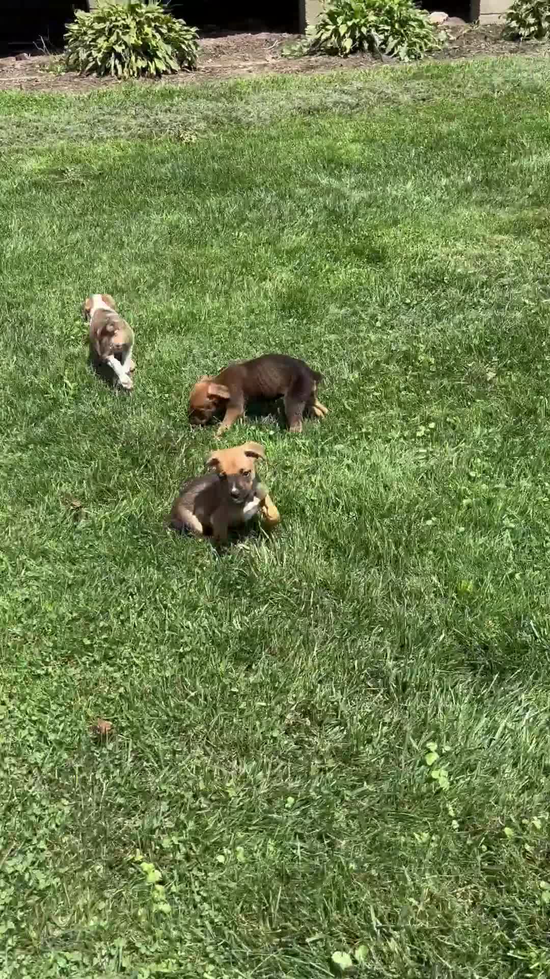 Mixed Breed dogs for sale: Stryker - Video 1