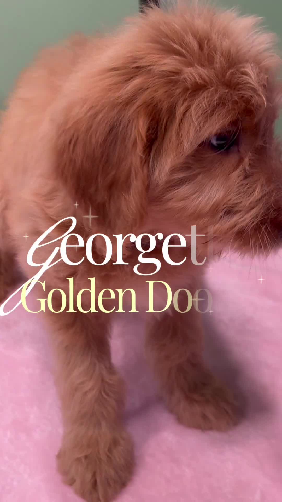 Goldendoodle dogs for sale: Georgette - Video 1