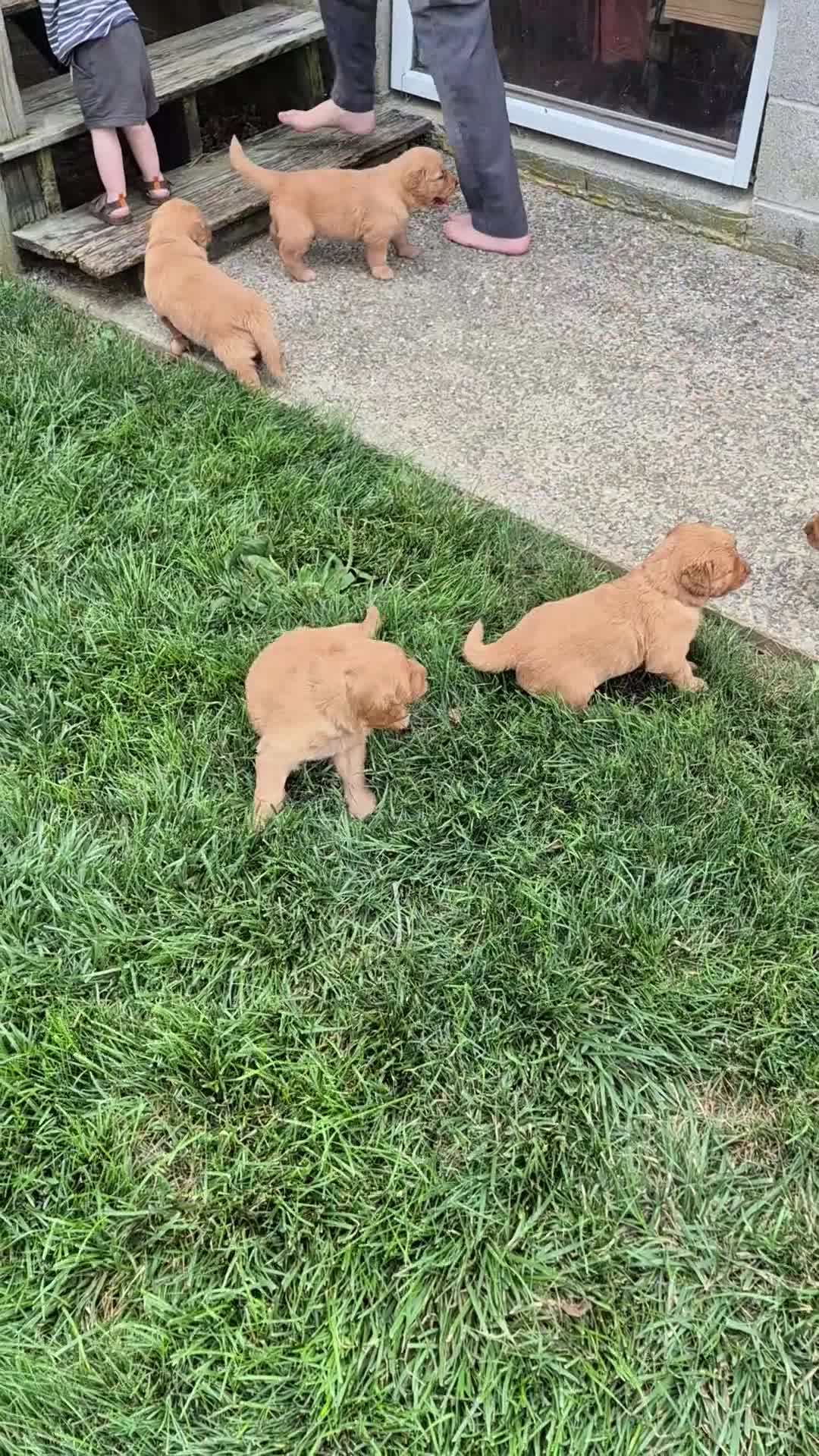 Golden Retriever dogs for sale: Starburst (White Collar) - Video 1