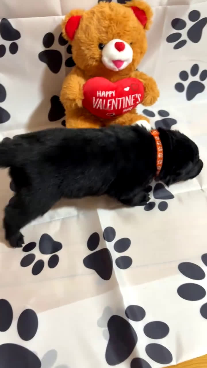 German Shepherd dogs for sale: Rex - Video 2