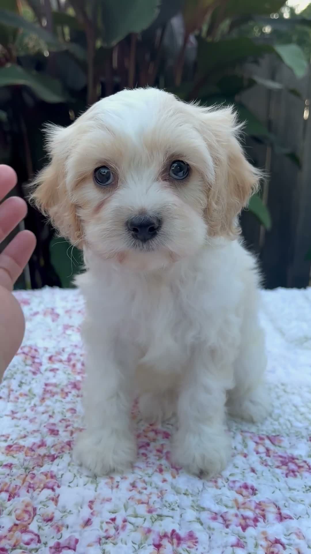Cavapoo dogs for sale: Fiona - Video 1