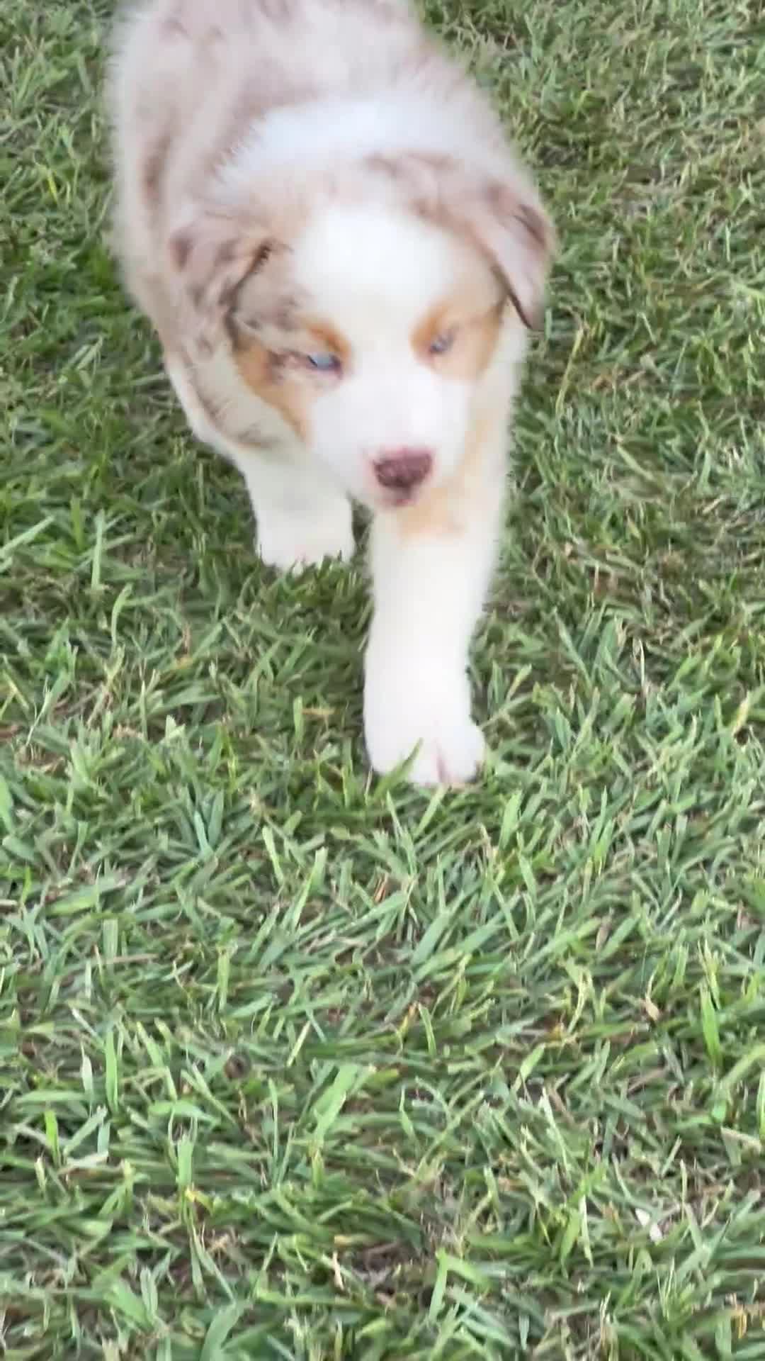 Australian Shepherd dogs for sale: Maverick. - Video 1
