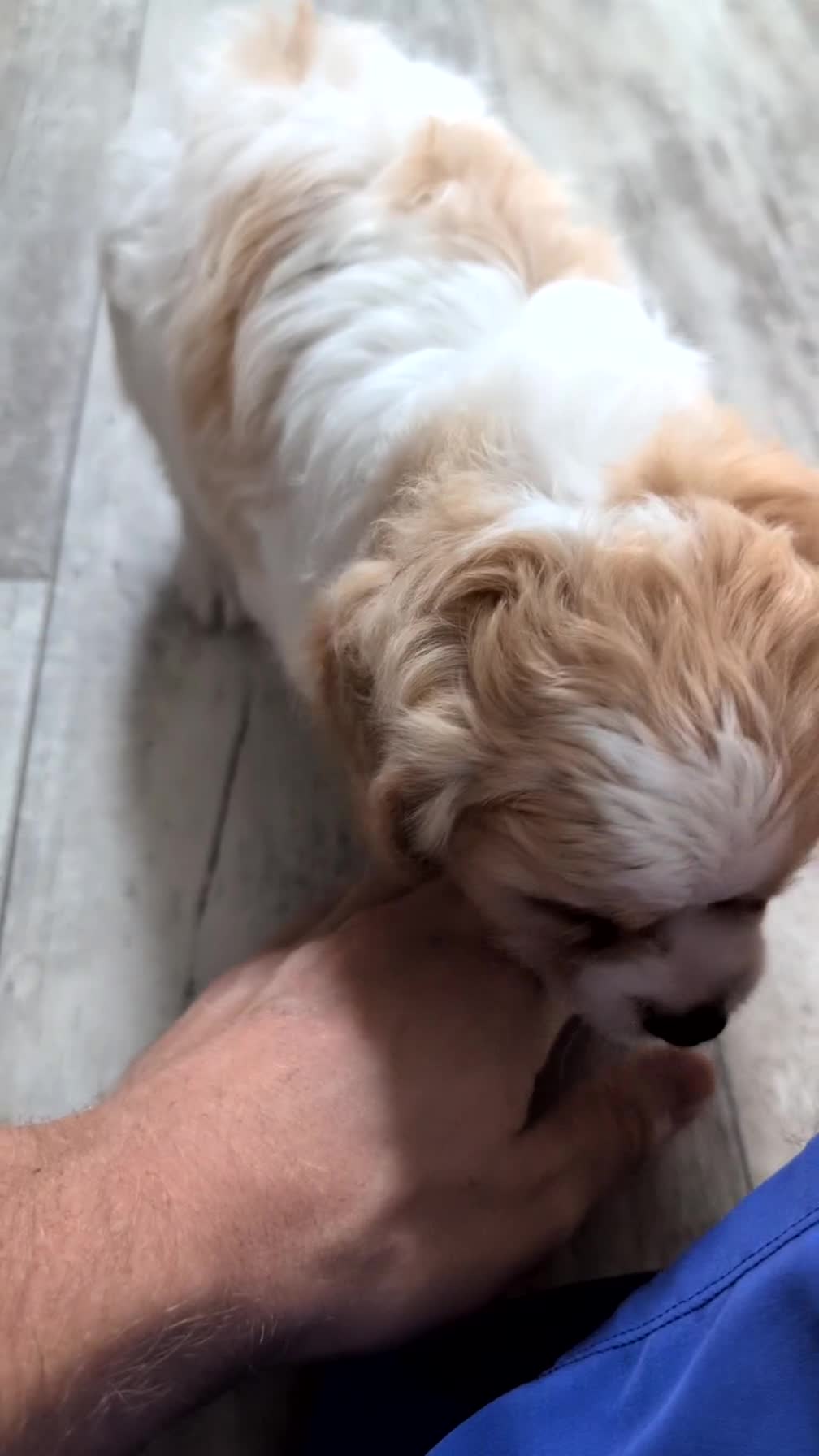Cavapoo dogs for sale: Ziggy - Video 1