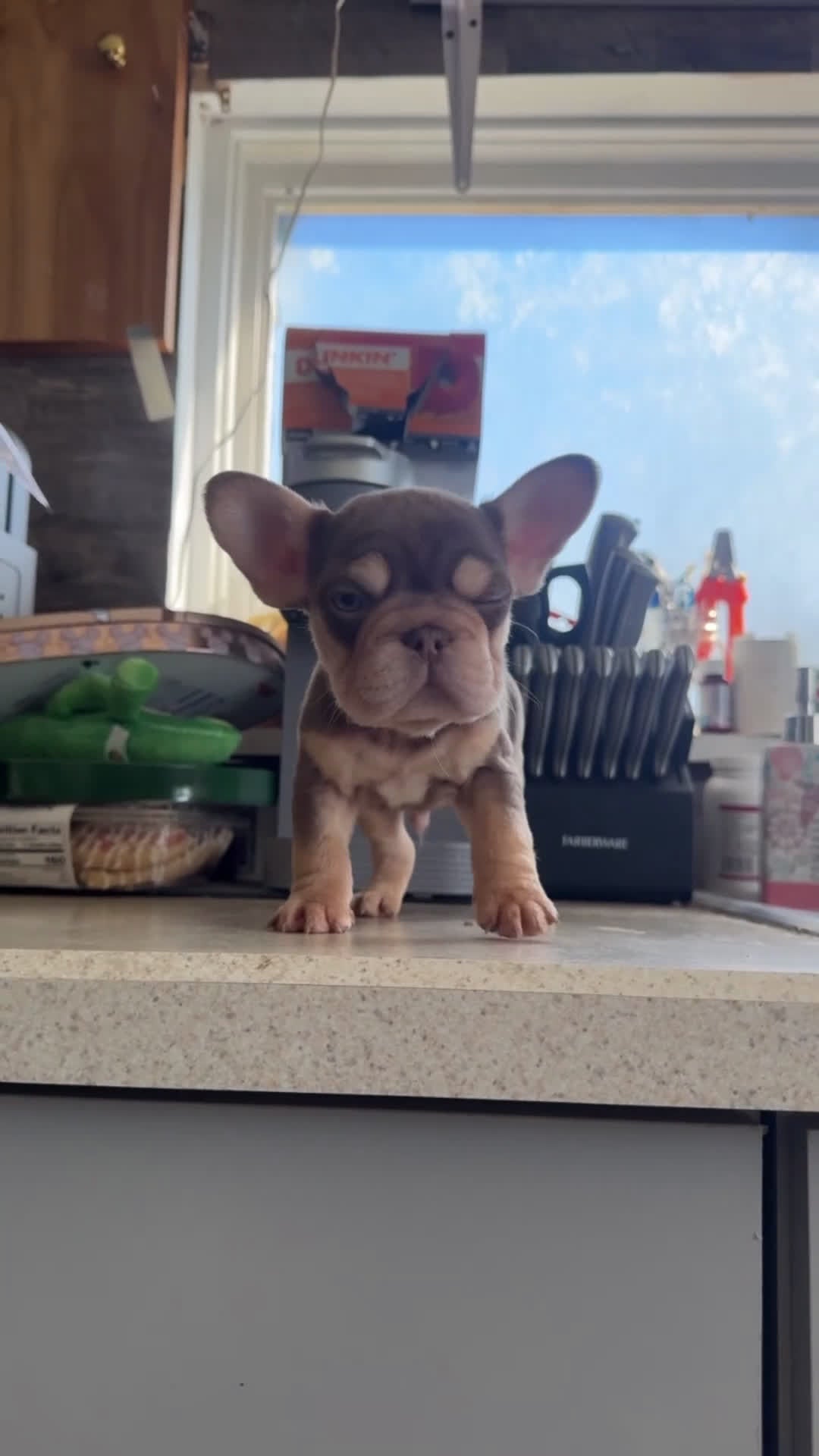 French Bulldog dogs for sale: Rojo N Tan with Pink - Video 2