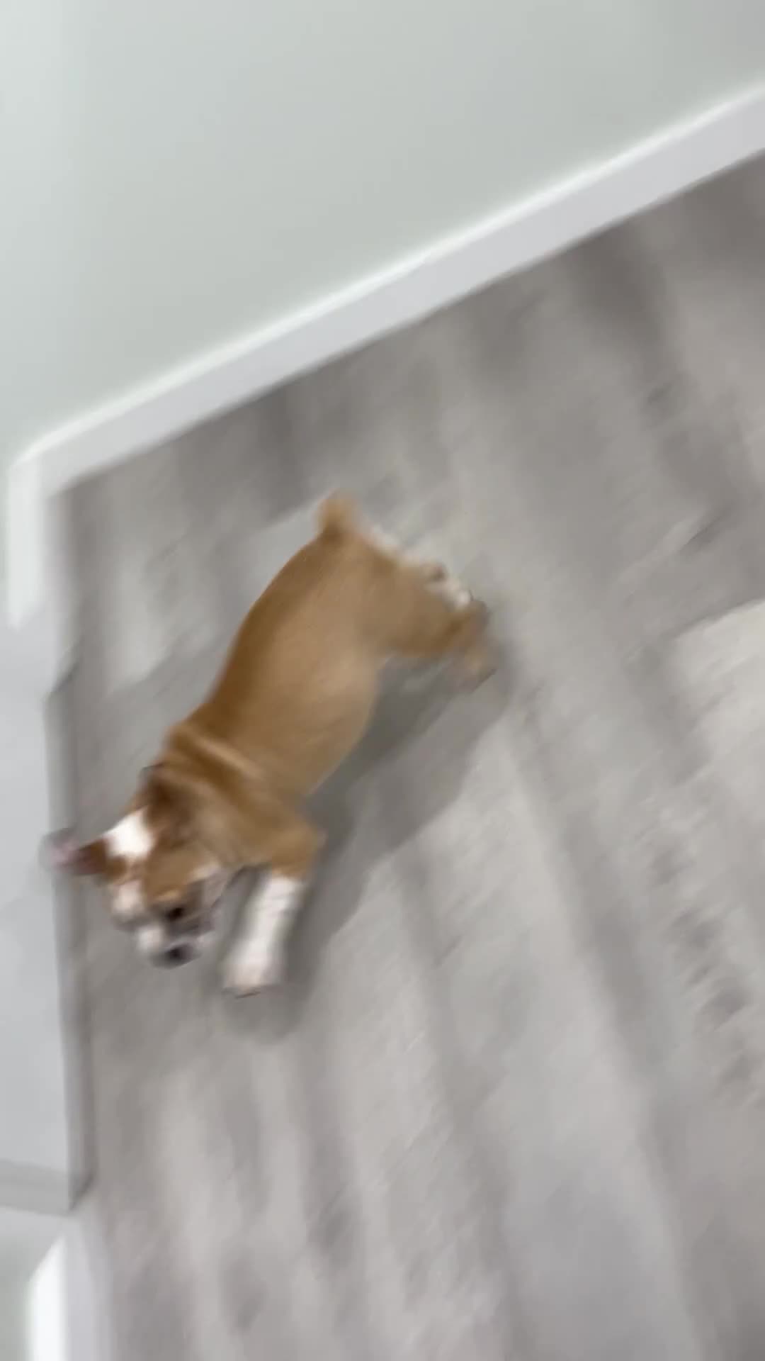 Beabull dogs for sale: Duke - Video 1