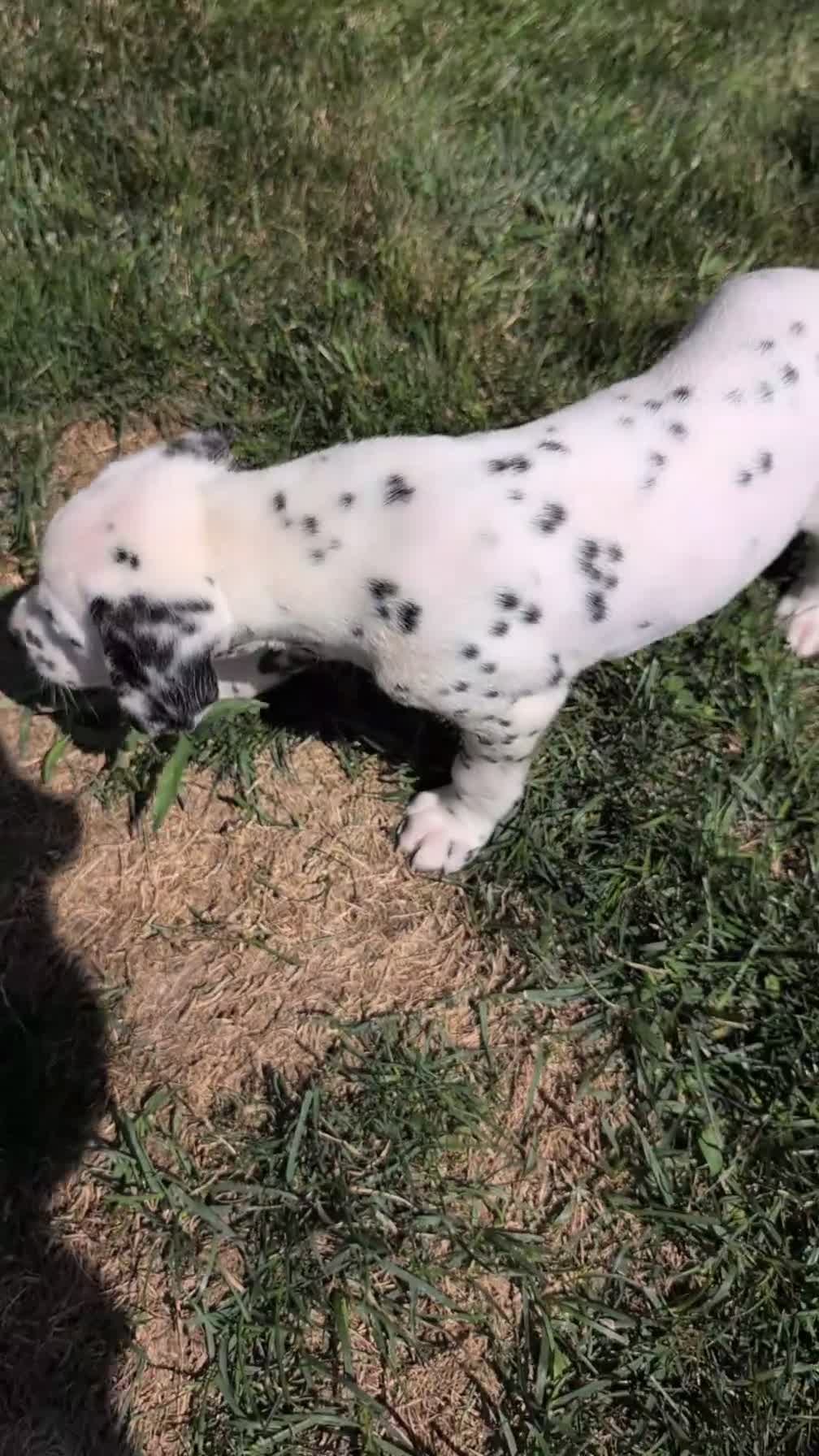 Dalmatian dogs for sale: Chloe - Video 1