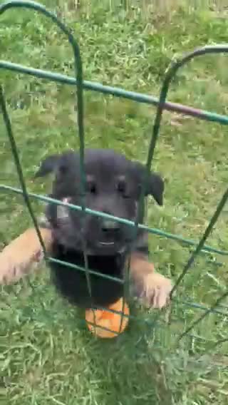 German Shepherd dogs for sale: Sig - Video 1