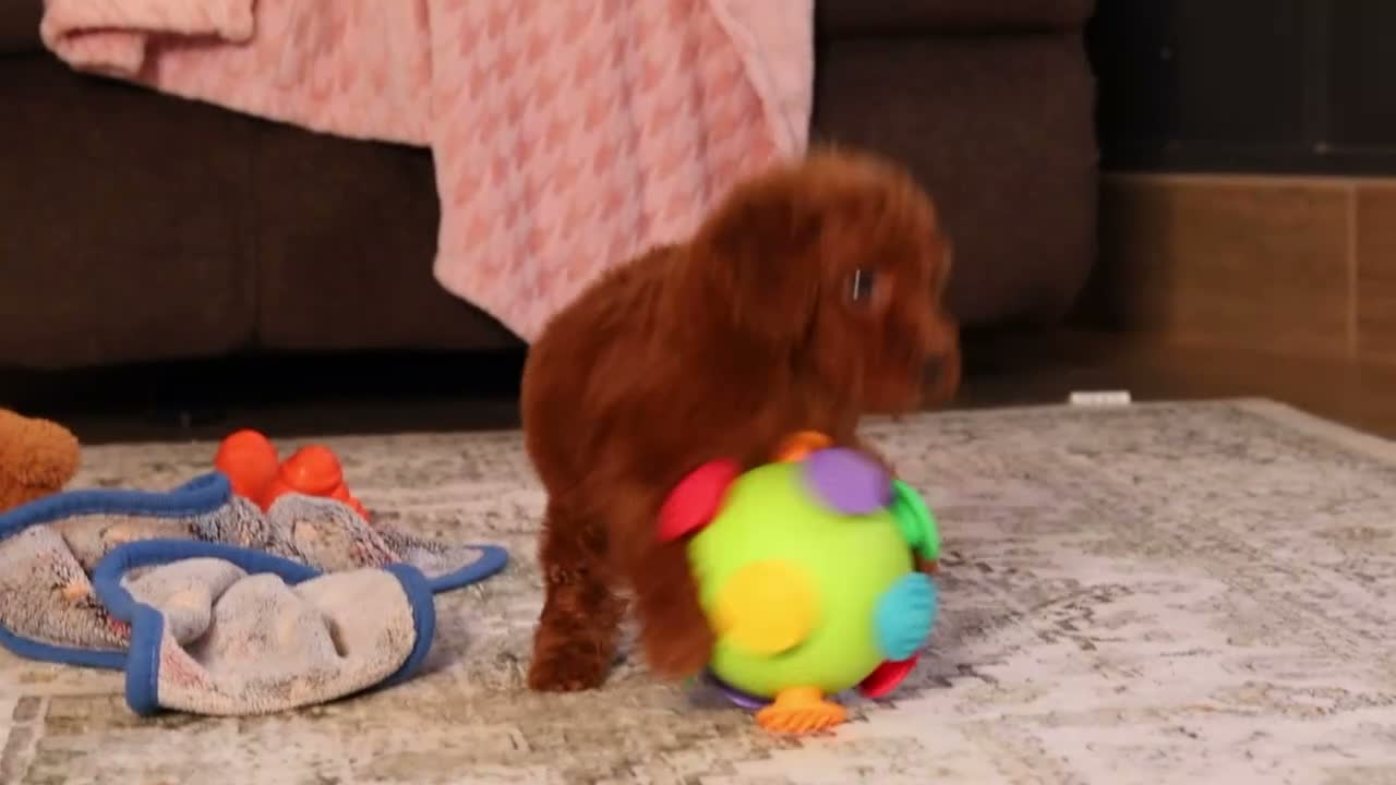 Miniature Poodle dogs for sale: Murphy (AKC) - Video 1