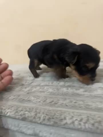 Yorkshire Terrier dogs for sale: Coco - Video 1