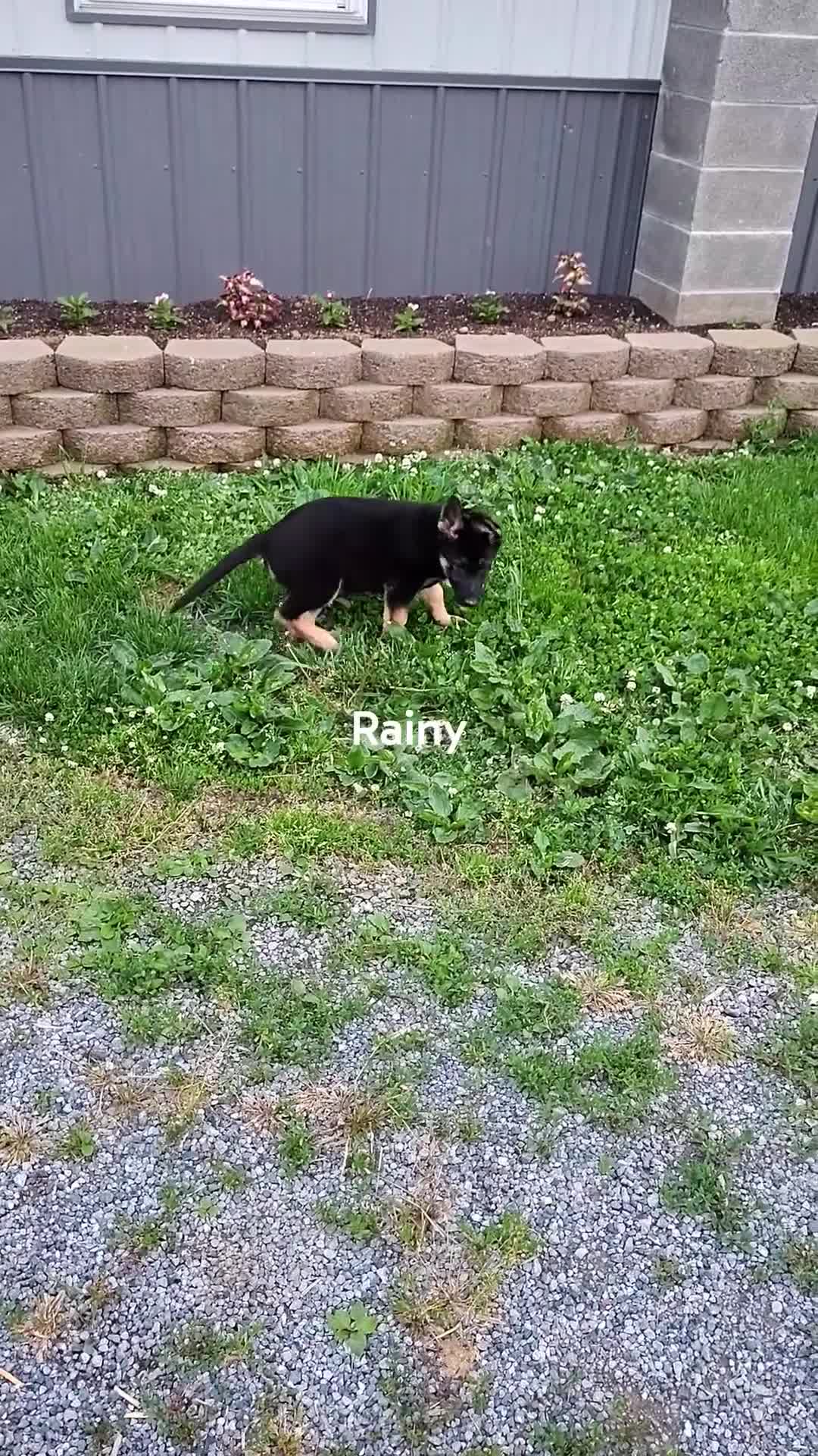 German Shepherd dogs for sale: Rita - Video 1