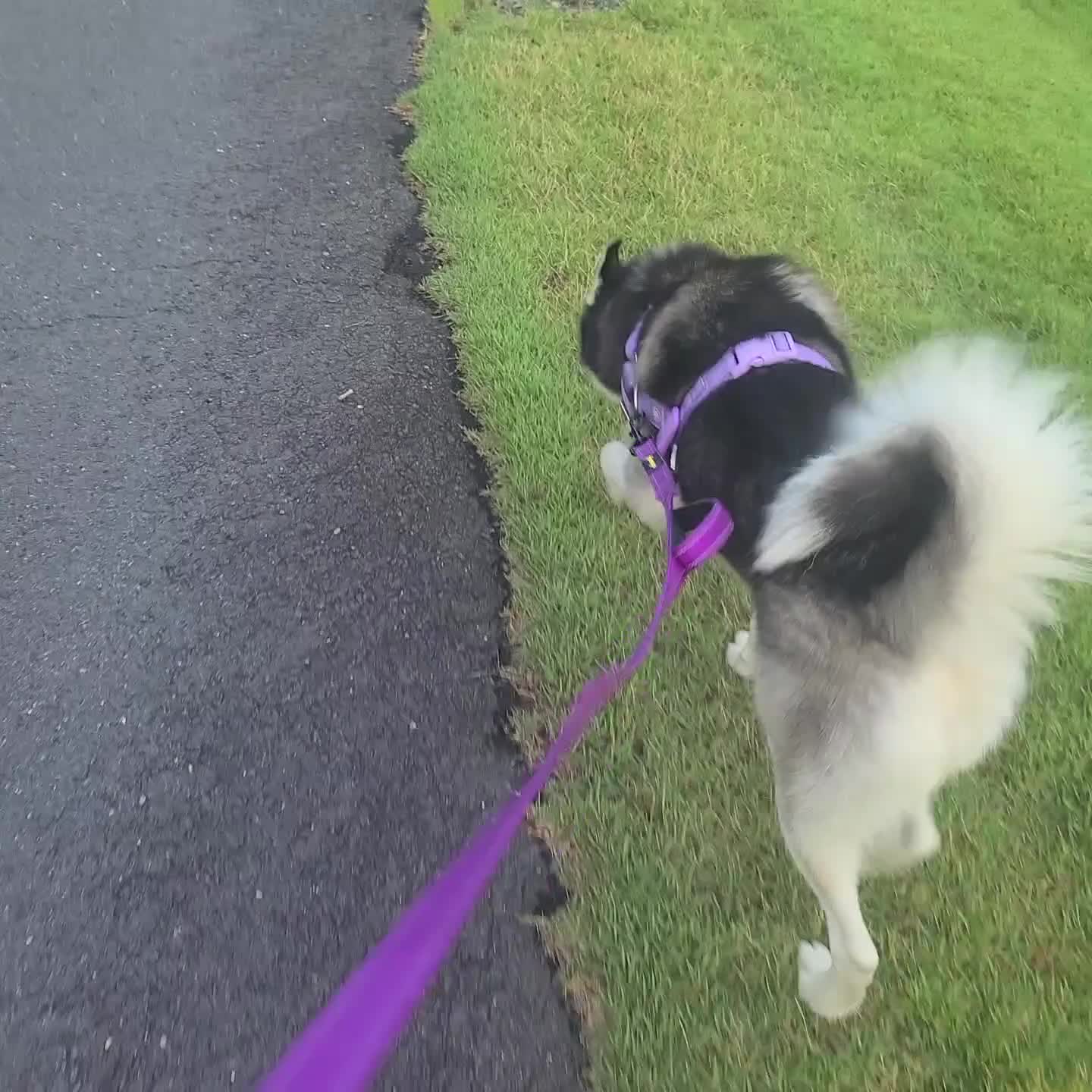 Siberian Husky dogs for sale: Pawvarotti - Video 1