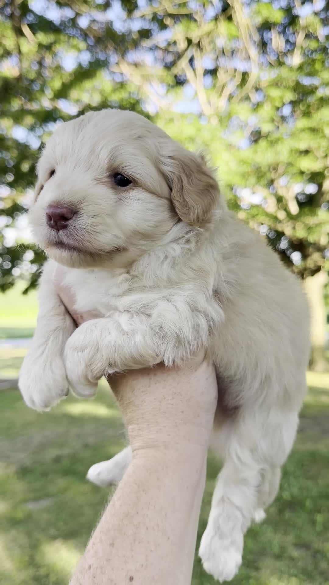 Mini Aussiedoodle dogs for sale: Scout - Micro Mini F1b - Video 1
