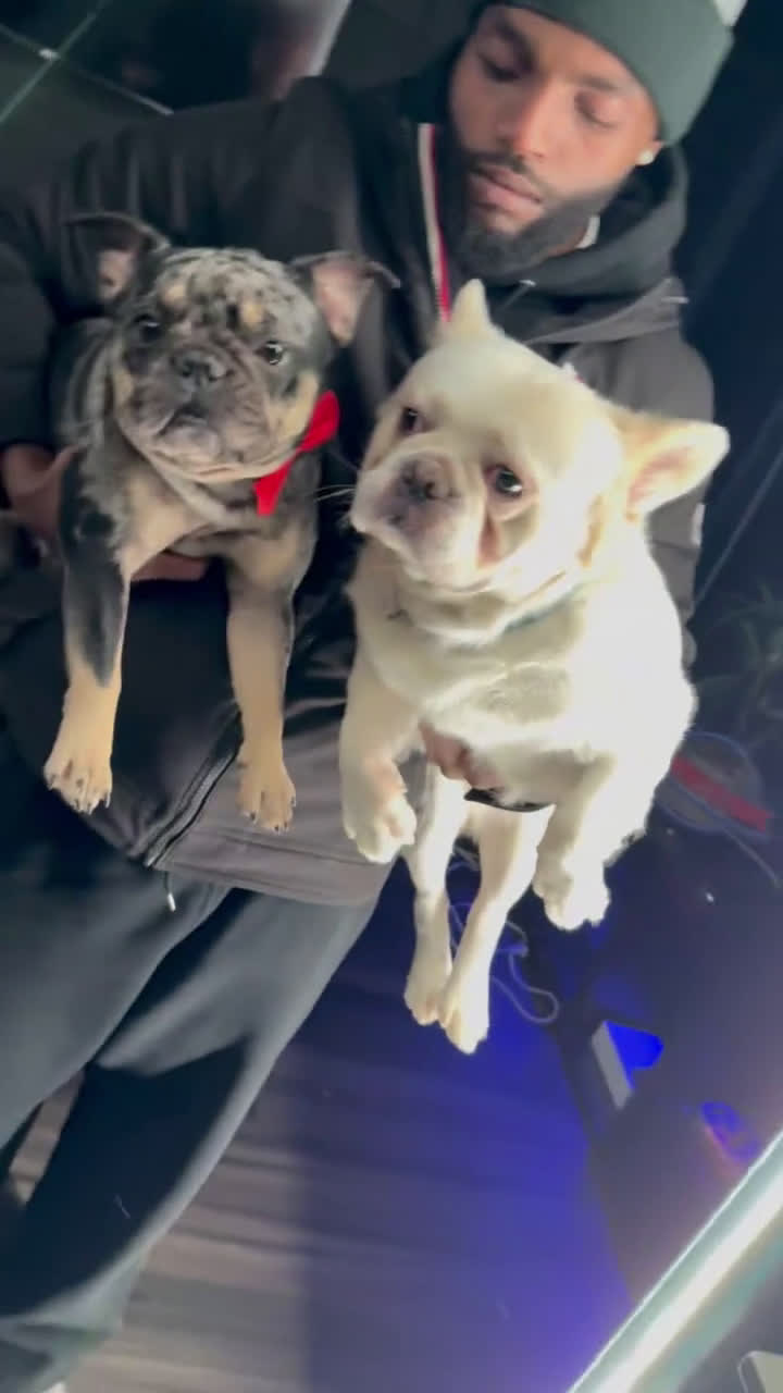 French Bulldog dogs for sale: Olivia - Video 1
