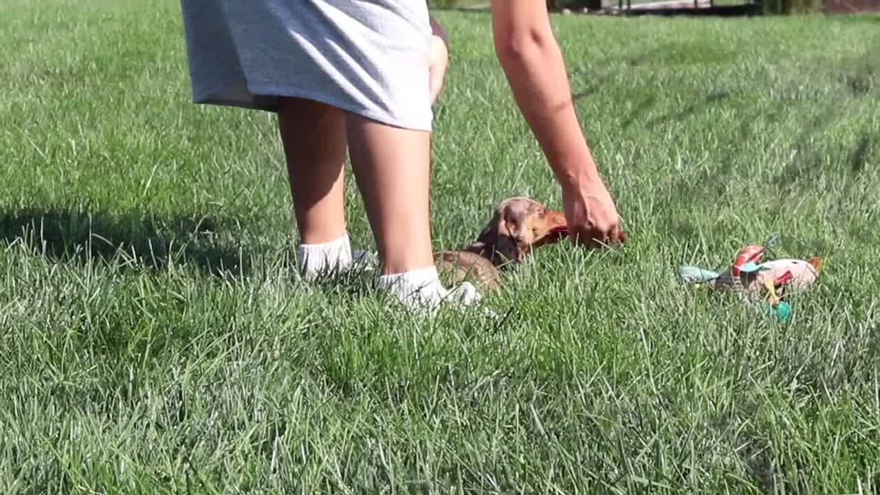 Miniature Dachshund dogs for sale: Buddy - Video 1