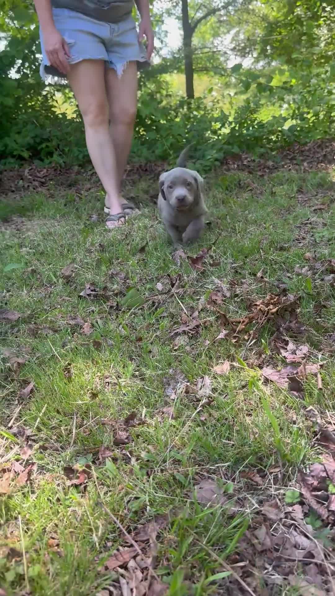 Labrador Retriever dogs for sale: Pink - Video 1