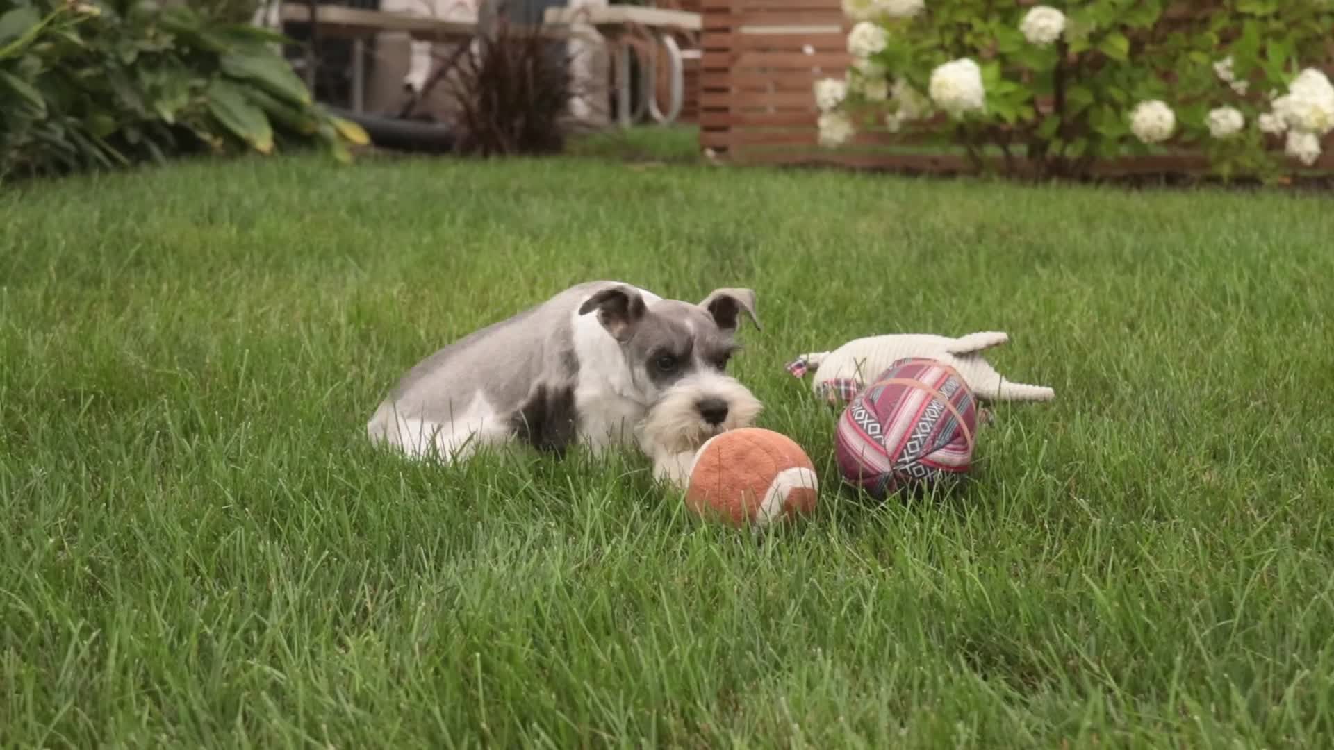 Miniature Schnauzer dogs for sale: Quest Miniature Schnauzer  - Video 1